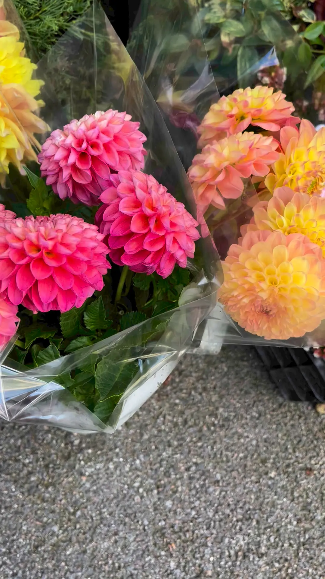 Bouquets dahlias roses et oranges