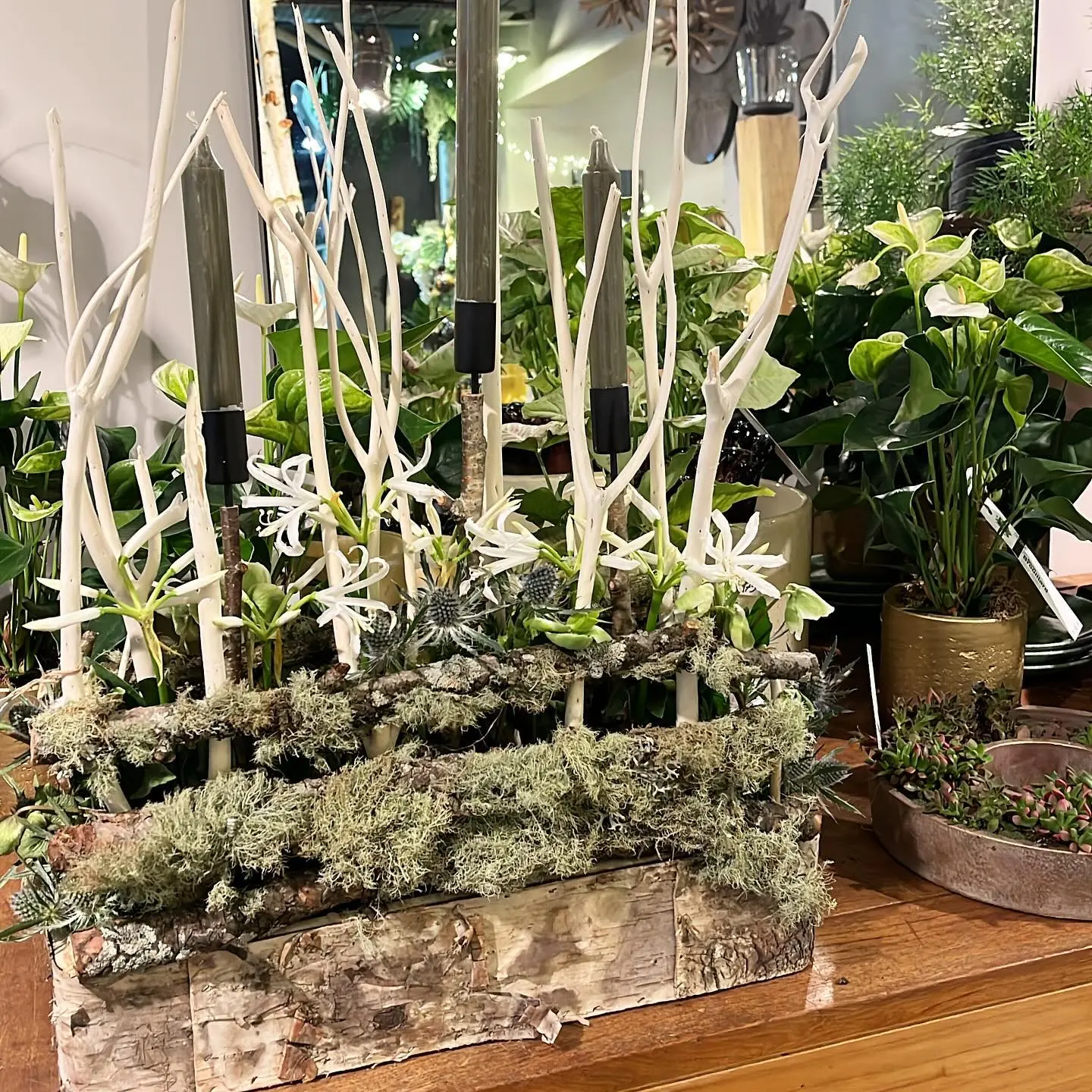 Composition végétale mousse ornithogale et chardon