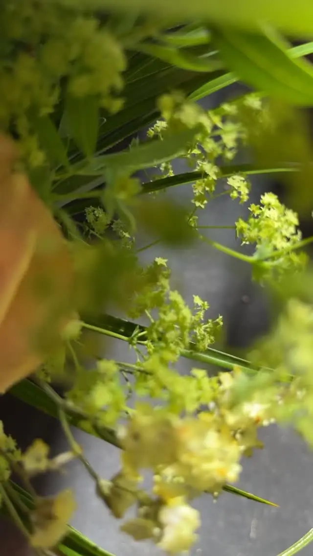 Détail alchémille fleurs vertes macro