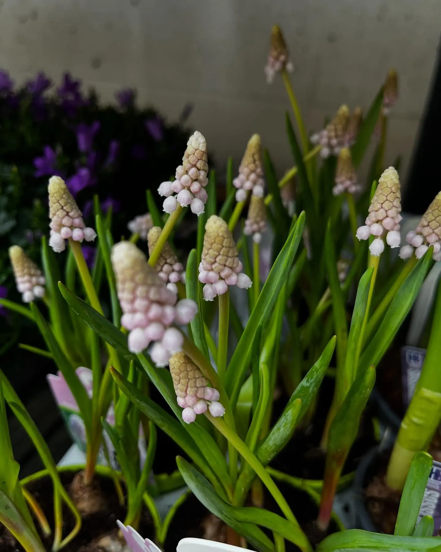 Détail muscari roses bulbes de printemps