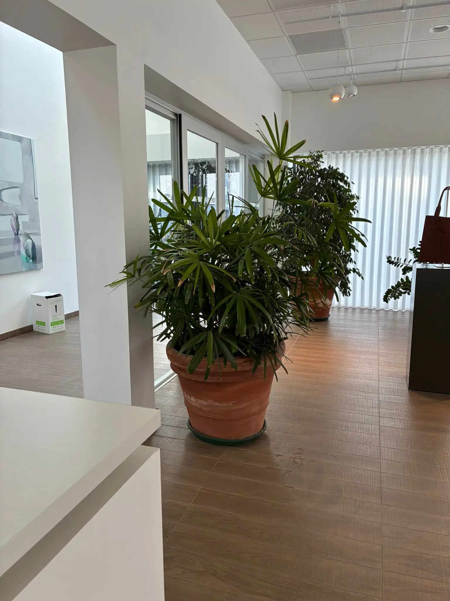 Accueil open-space avec rhapis