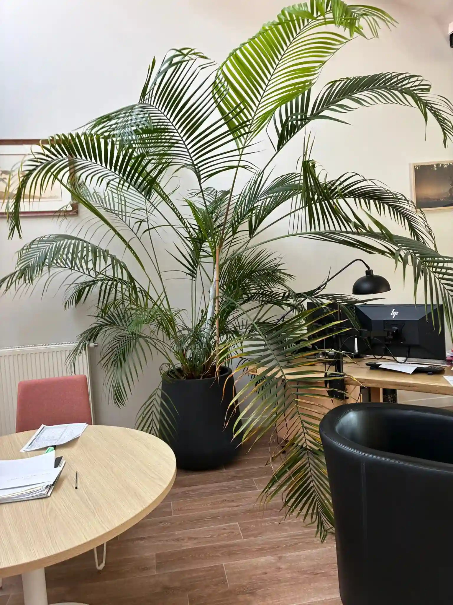 Bureau avec grande areca