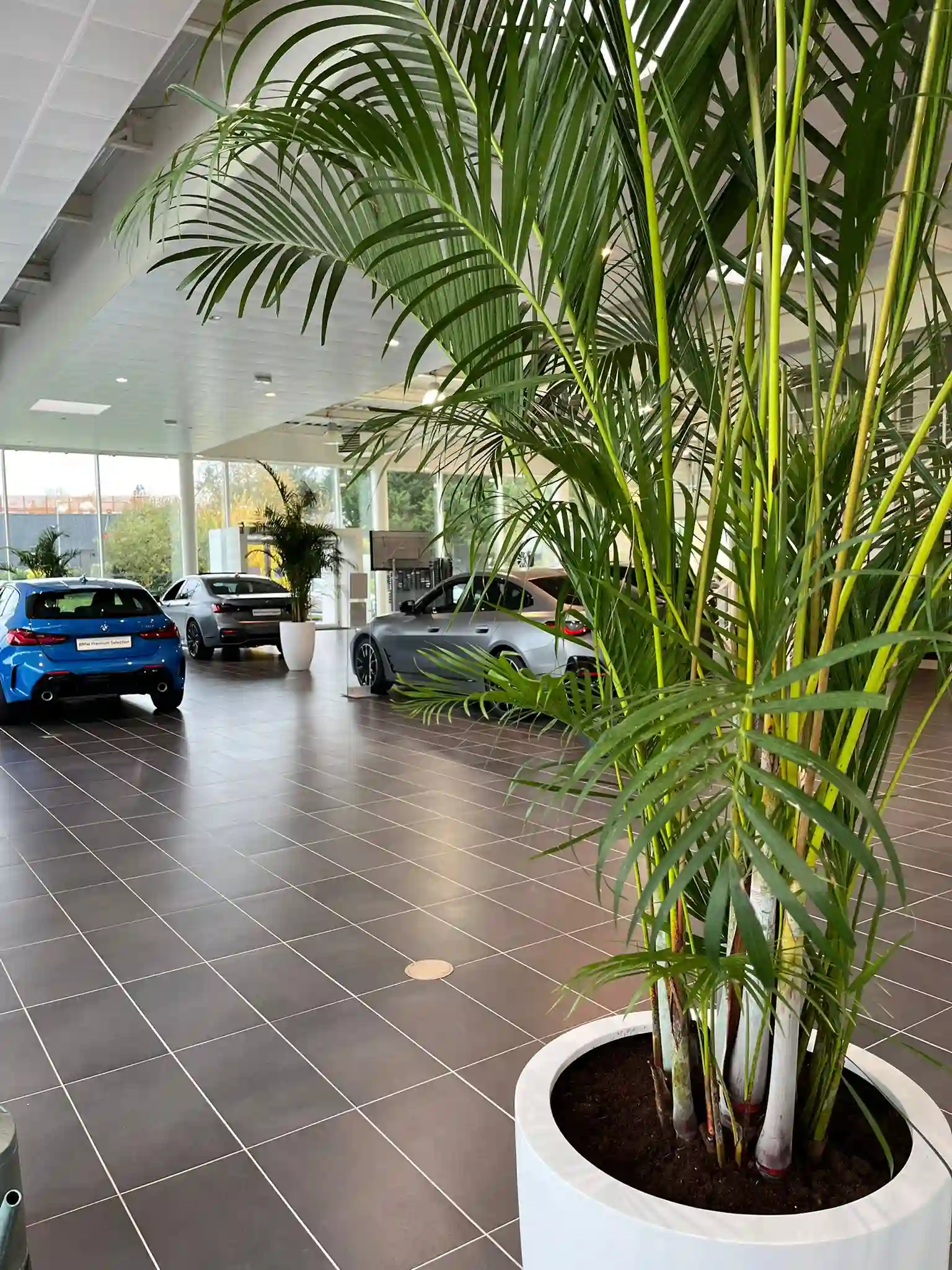 Showroom automobile avec areca (2)