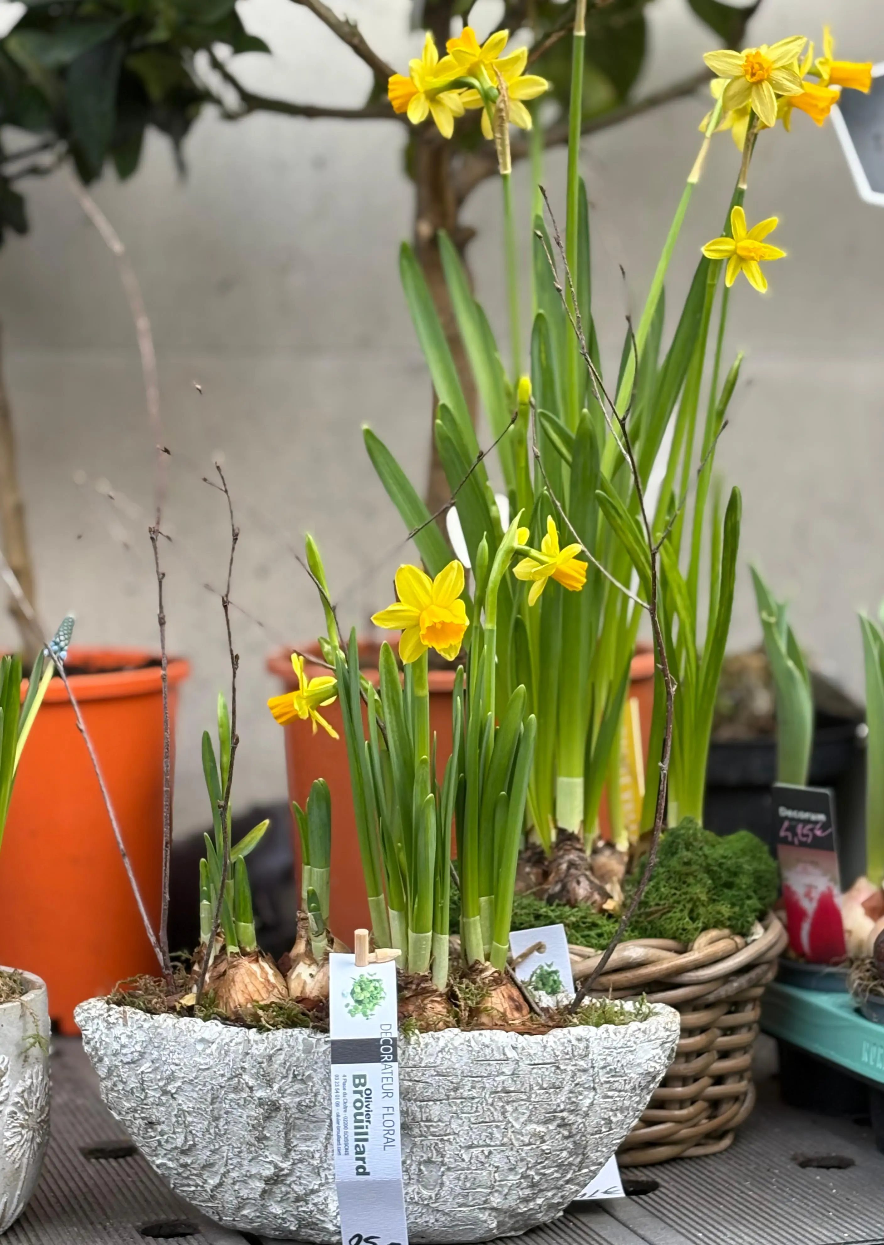 Jardinière printanière - fleuriste Coucy-le-Château Olivier Brouillard