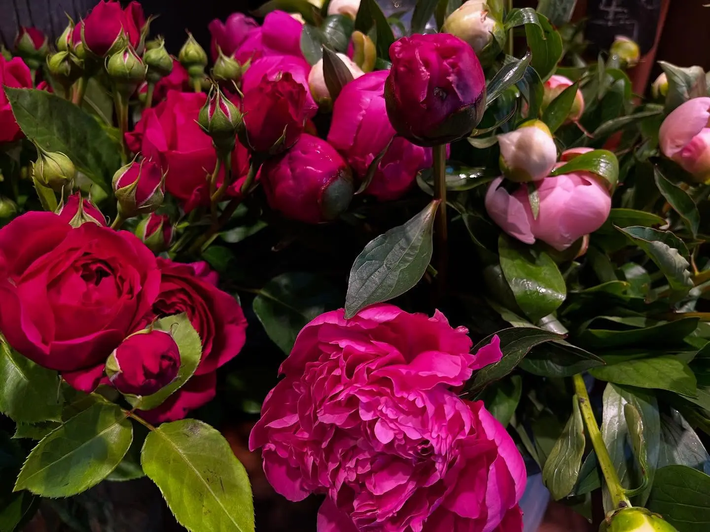 Pivoines roses fuchsia en boutique