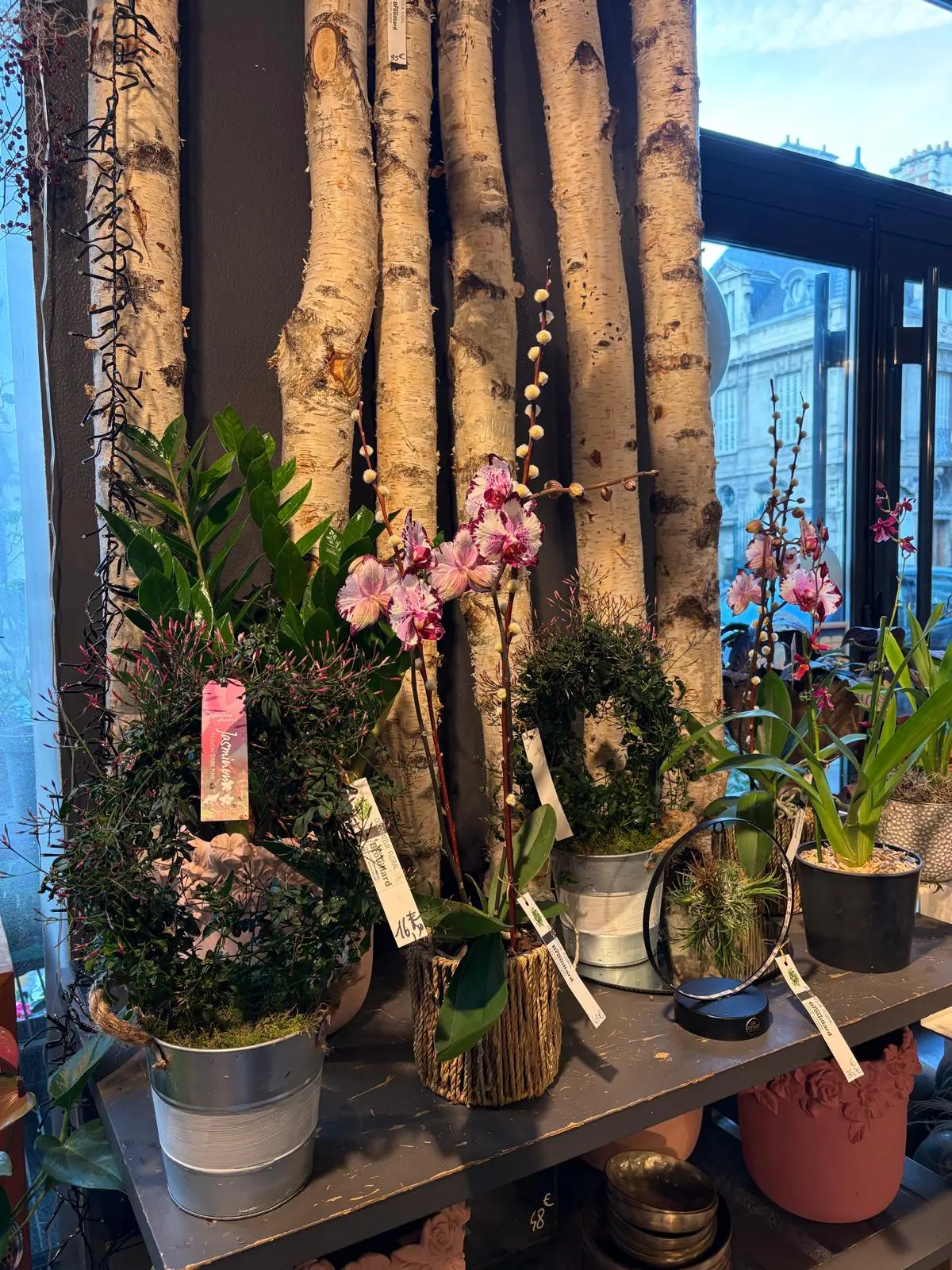 Vitrine boutique orchidées et bouleaux