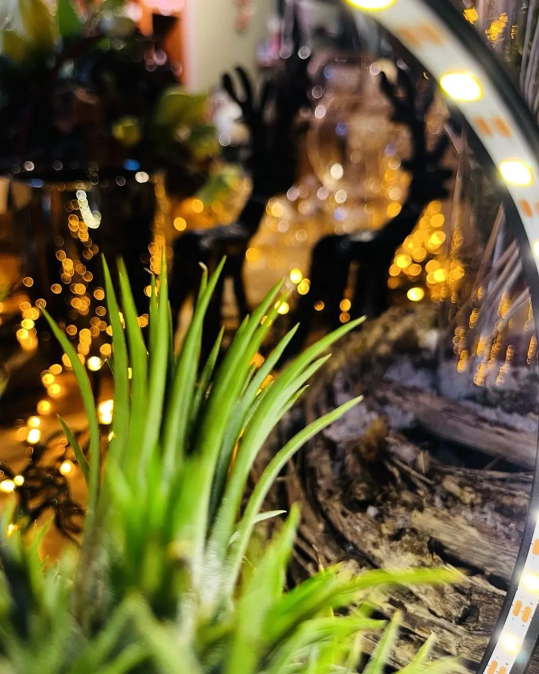 Vitrine Noël boutique bulbes et lumières