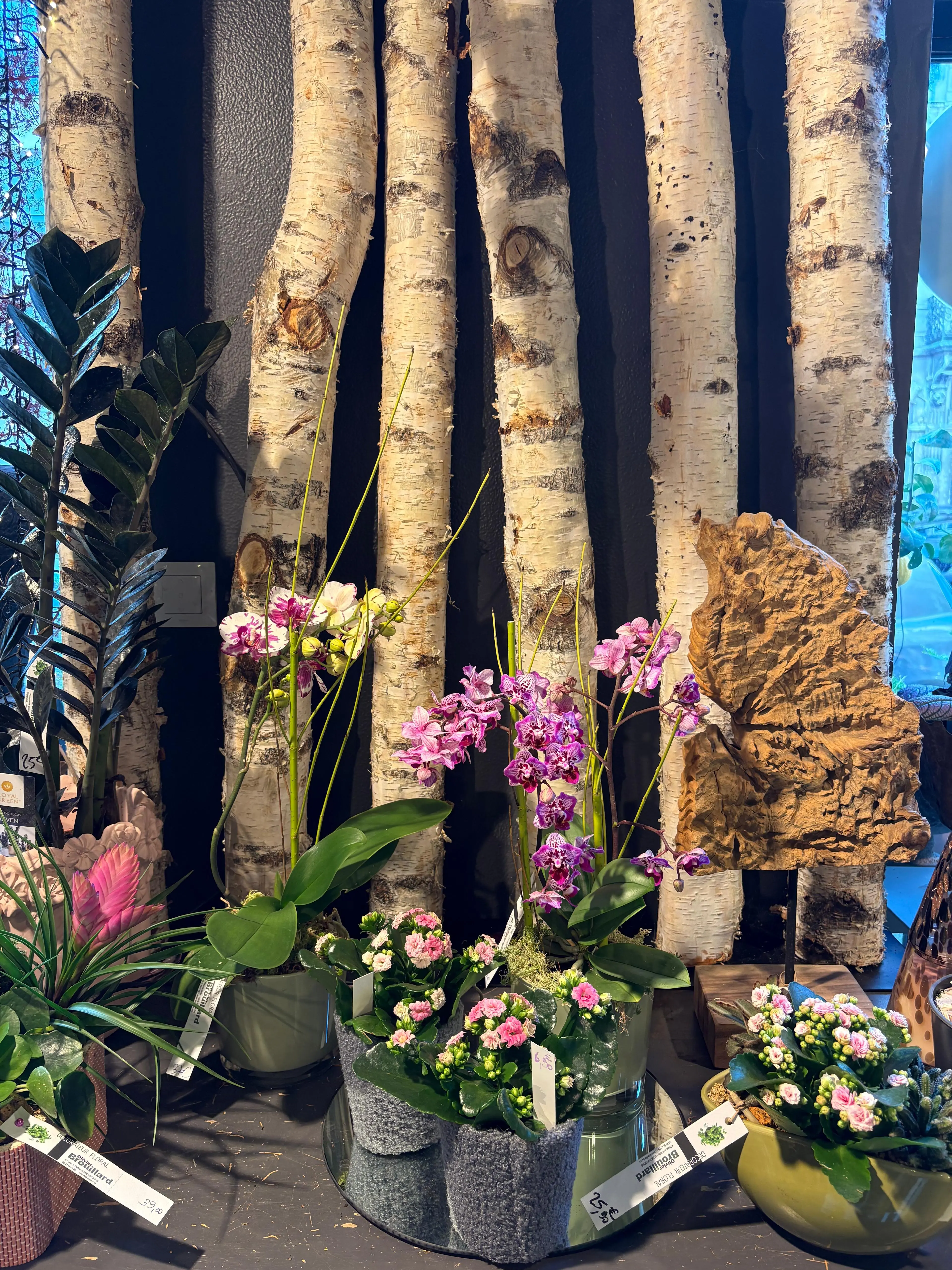 Vitrine orchidées phalaenopsis et bouleaux